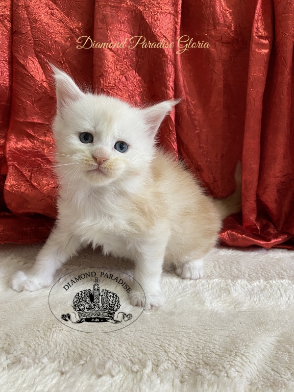 Diamond Paradise Gloria - Kitten maine-coon 1 month