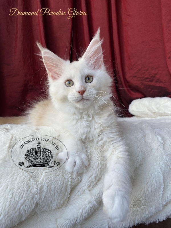 Diamond Paradise Gloria - Kitten maine-coon 2 months 1.5 week