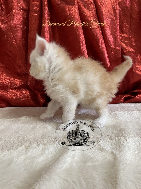Diamond Paradise Gloria - Kitten maine-coon 1 month
