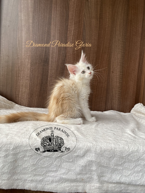 Diamond Paradise Gloria - Kitten maine-coon 2 months