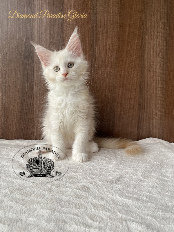 Diamond Paradise Gloria - Kitten maine-coon 2 months