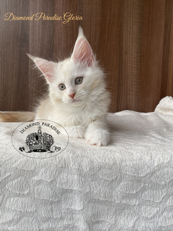 Diamond Paradise Gloria - Kitten maine-coon 2 months