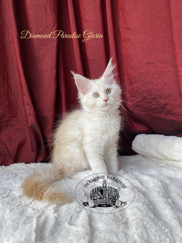 Diamond Paradise Gloria - Kitten maine-coon 2 months 1.5 week