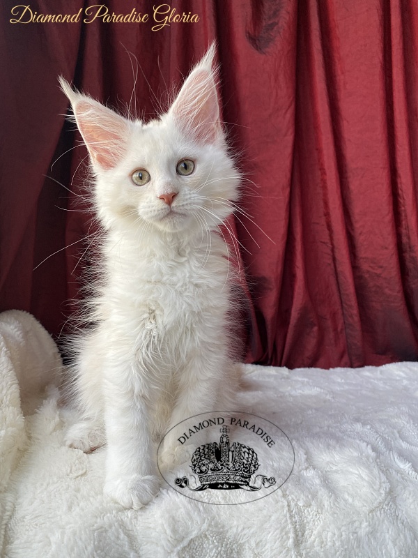 Diamond Paradise Gloria - Kitten maine-coon 2 months 1.5 week