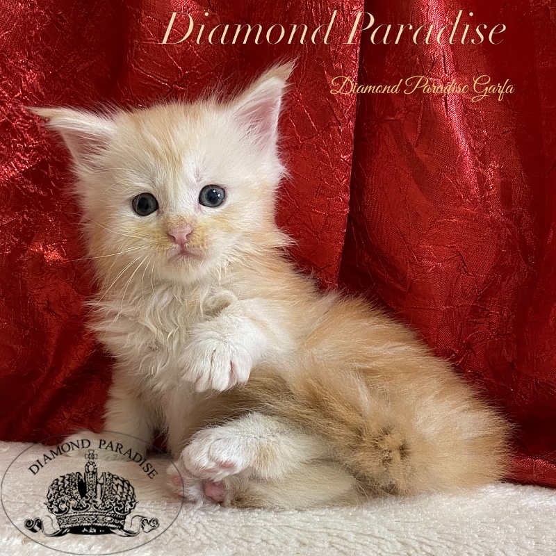 Diamond Paradise Garfa - Kitten maine-coon 1 month