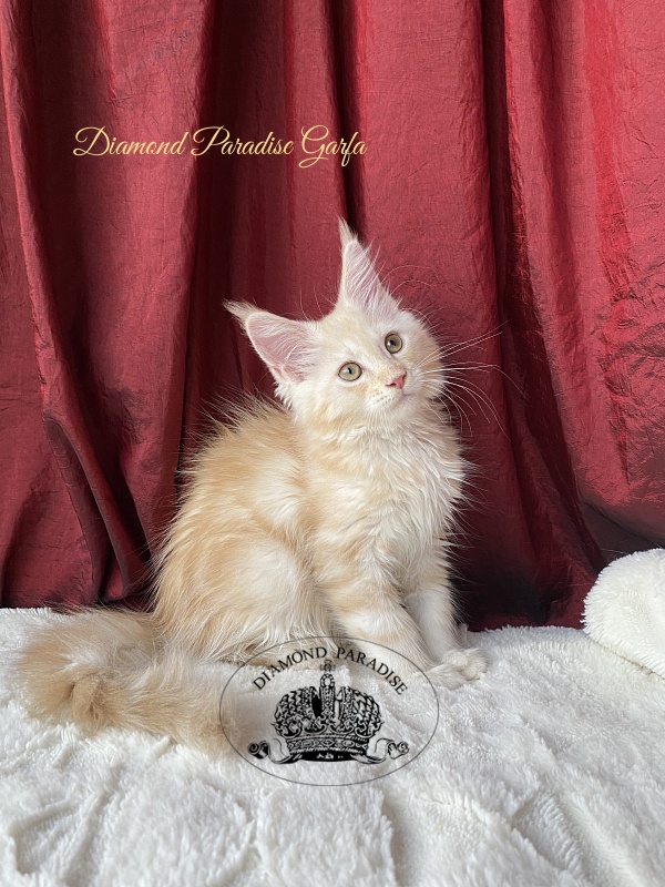 Diamond Paradise Garfa - Kitten maine-coon 2 months 1.5 week