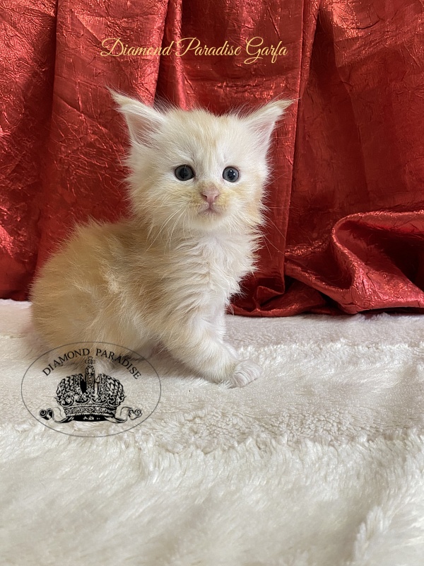 Diamond Paradise Garfa - Kitten maine-coon 1 month