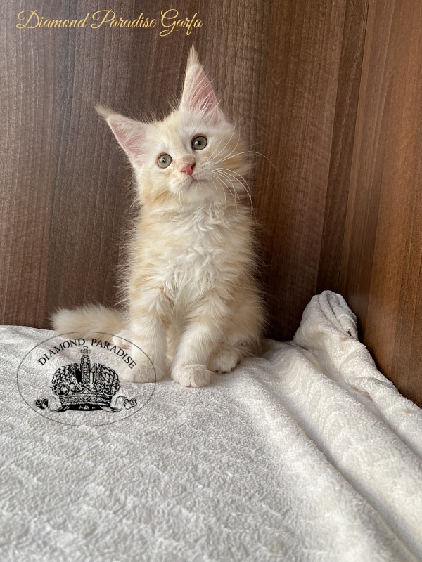 Diamond Paradise Garfa - Kitten maine-coon 2 months