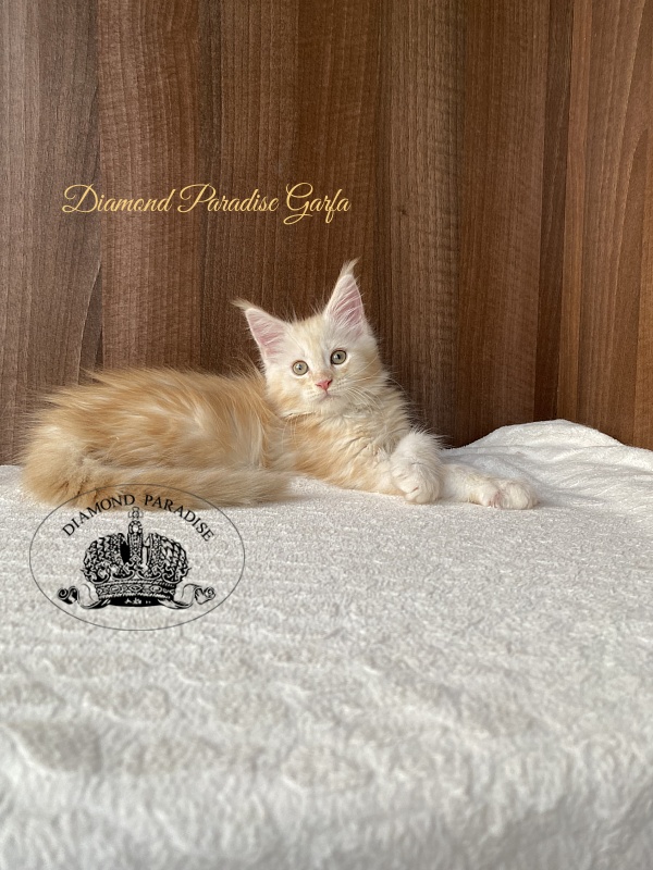 Diamond Paradise Garfa - Kitten maine-coon 2 months