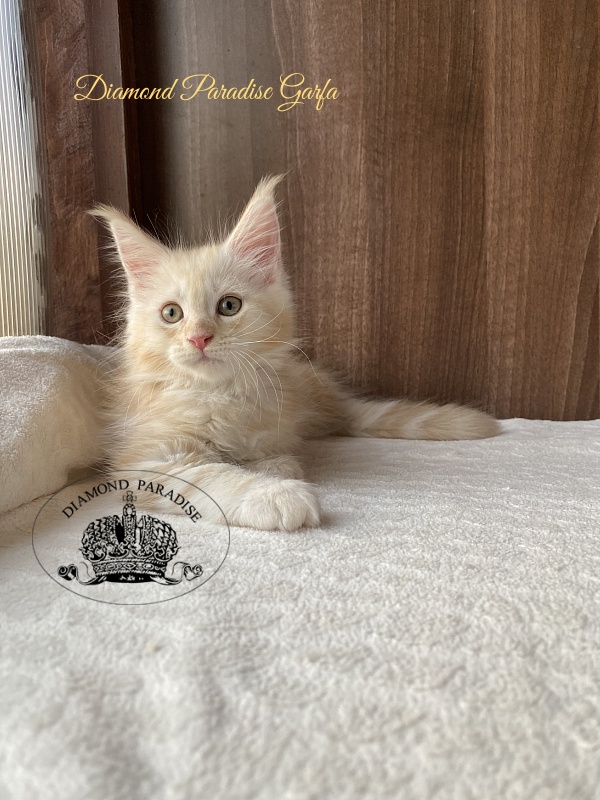Diamond Paradise Garfa - Kitten maine-coon 2 months
