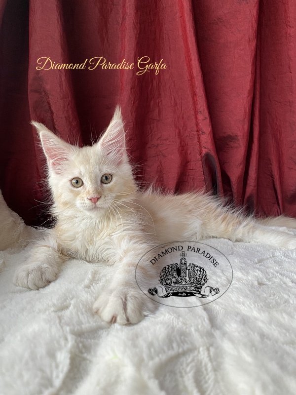 Diamond Paradise Garfa - Kitten maine-coon 2 months 1.5 week