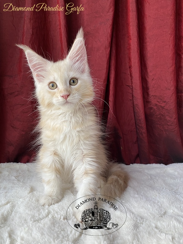 Diamond Paradise Garfa - Kitten maine-coon 2 months 1.5 week