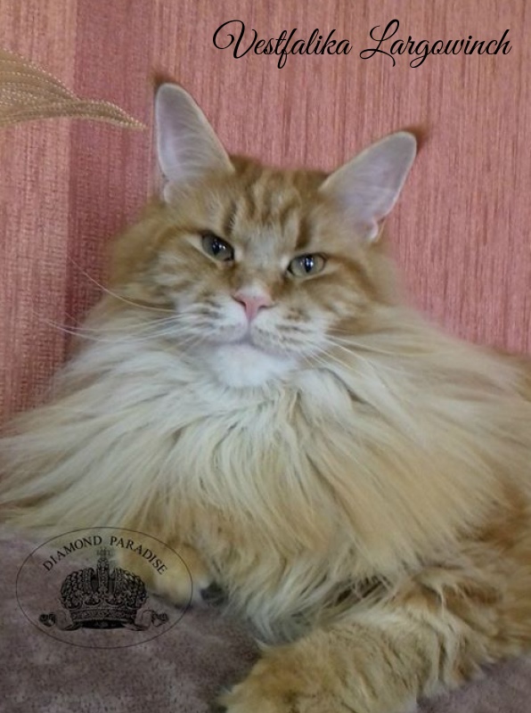 Vestfalika Largowinch - maine-coon