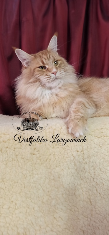 Vestfalika Largowinch - Adult maine-coon 4 years 7 months 3 weeks