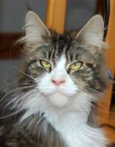 Ven's Passion's Honey Rider - maine-coon