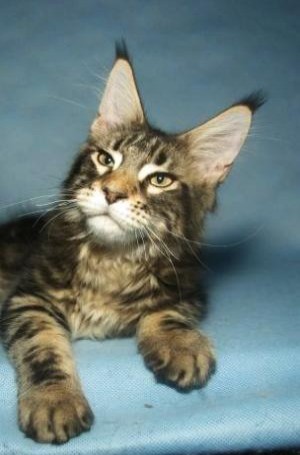 Big Giants Resort's Scooter - maine-coon