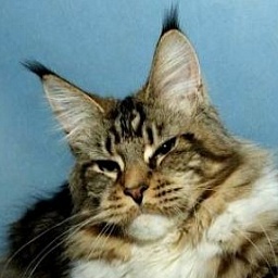 Top Coon Holly
